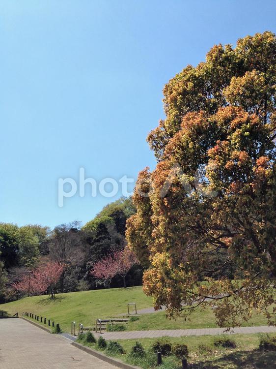 春先 春,木々,公園の写真素材