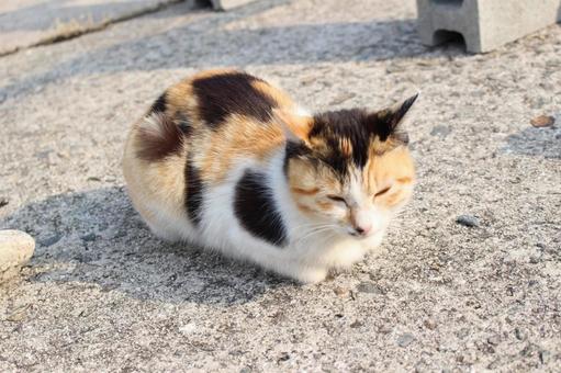 丸い猫 丸い猫の写真