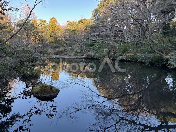 根津美術館　庭園の池 根津美術館,庭園,庭の写真素材