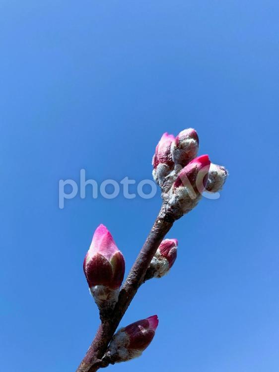 アーモンドの花　膨らむ蕾 アーモンドの花,蕾,クローズアップの写真素材