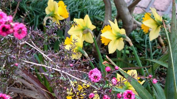 花壇の春 花壇の春の写真
