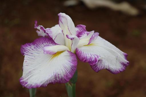 菖蒲 菖蒲の写真