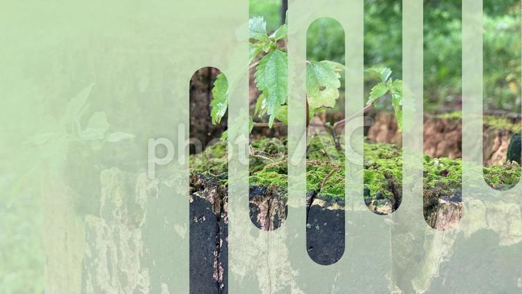 雨に濡れた苔と新芽のコントラスト 樹木,再生,若木の写真素材