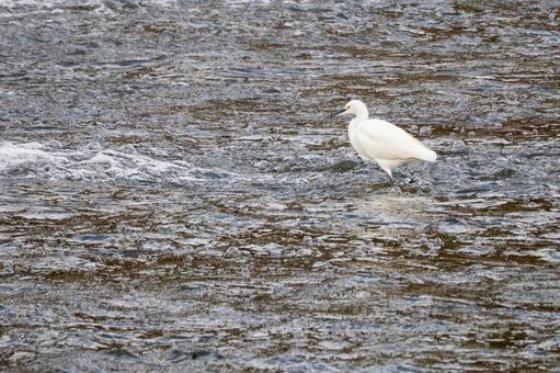 コサギ(37) コサギ(37)の写真