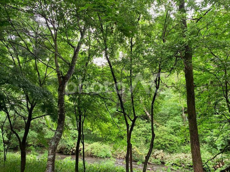 軽井沢の木漏れ日 木,森,林の写真素材