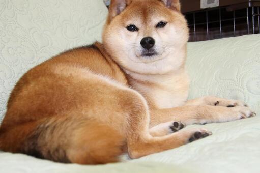 愛犬柴犬 柴犬,犬,愛犬の写真素材