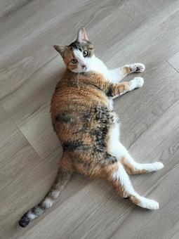 横になっている猫 横になっている猫の写真