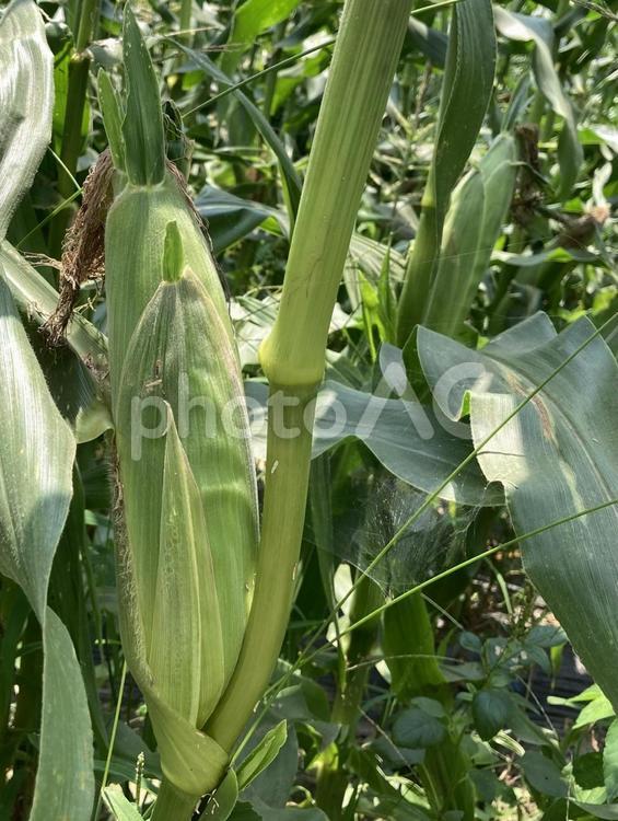 とうもろこし とうもろこし,収穫,夏の写真素材