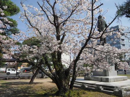 島根県庁入口の桜 島根県庁入口の桜 松江市,さくら,桜の写真素材