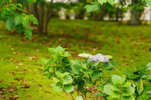 ひっそりと咲く一株の紫陽花のイメージ ひっそりと咲く一株の紫陽花のイメージの写真