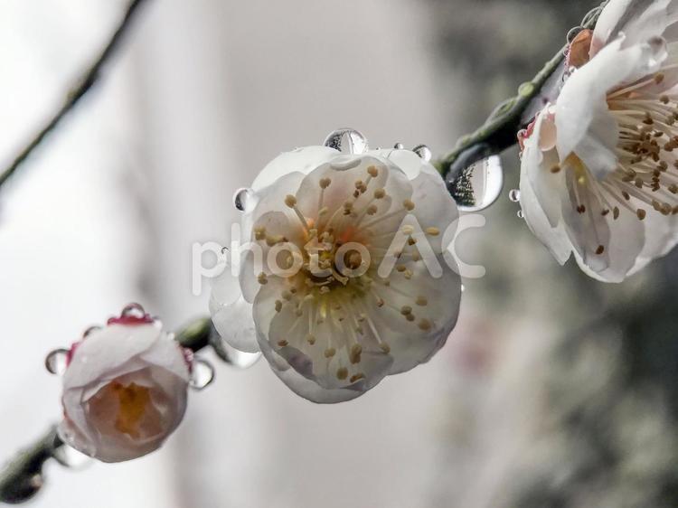 3月の雨と白い梅の花 2025/3/5 マクロ,接写,雨の写真素材