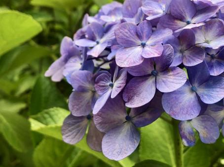 長谷のあじさい3 長谷のあじさい3 紫陽花,夏,長谷寺の写真素材