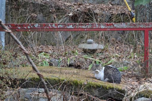 廃墟の野良猫 廃墟の野良猫の写真