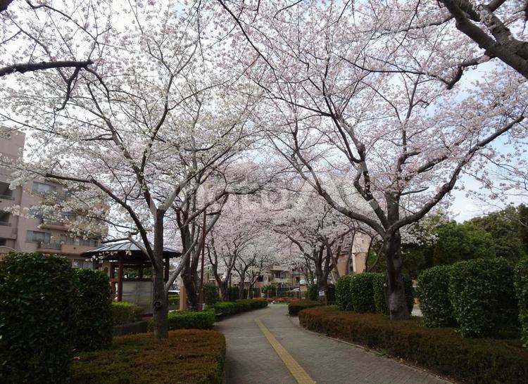 曇り日の桜-43 曇り日,空,雲の写真素材