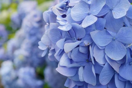 紫陽花 紫陽花の写真