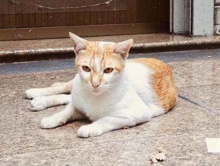 寝転んで見つめる可愛い野良猫 寝転んで見つめる可愛い野良猫の写真