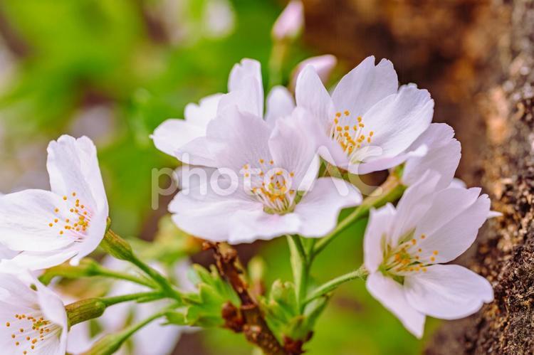 ソメイヨシノ桜7ー3 ソメイヨシノ,桜,背景の写真素材