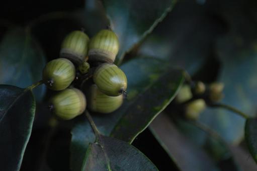 Photo, acorn, owoce drzewa, zielony, 