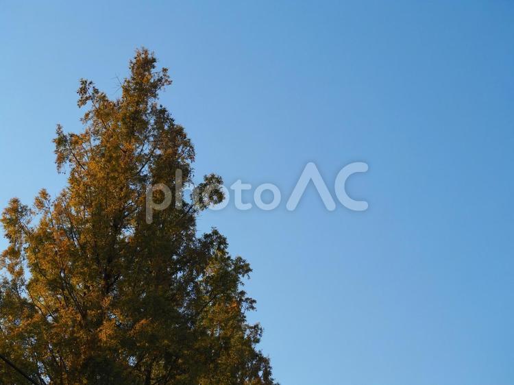 メタセコイア メタセコイア,空,木の写真素材