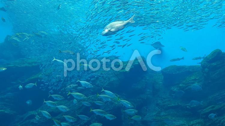 青い水族館 アクアラング(潜水用呼吸装置),サンゴ,ダイビングの写真素材