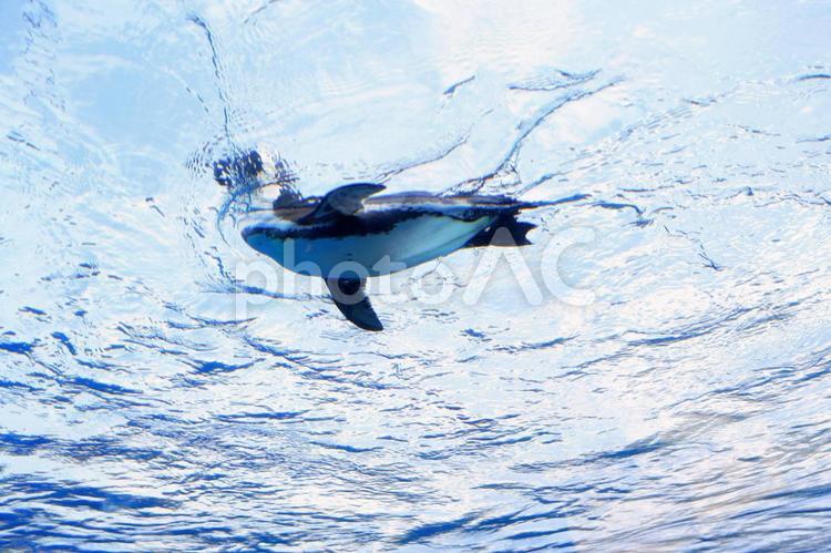 泳ぐペンギンを真下から覗き込み 水中,自然,動物の写真素材