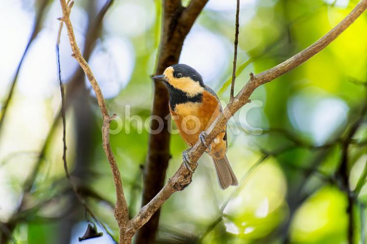 枝にとまるヤマガラ ヤマガラ,野鳥,鳥の写真素材
