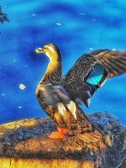 公園の青い水面と羽ばたく鴨 公園の青い水面と羽ばたく鴨の写真