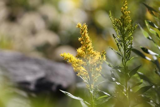 Photo, seiitaka-awasaki, flower, tall high foaming grass, 