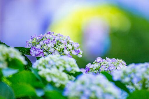 紫陽花 アジサイ,紫陽花,花の写真素材