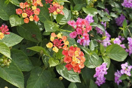 ランタナ13の写真