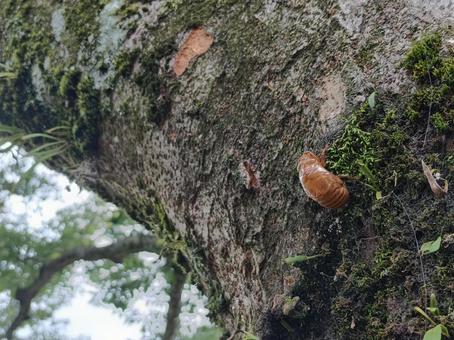 セミの抜け殻 セミの抜け殻 せみ,抜け殻,脱皮の写真素材