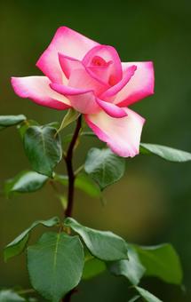 赤いバラの写真