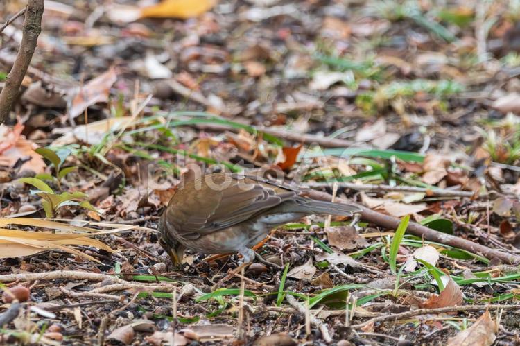 木の実を探すシロハラ シロハラ,鳥,野鳥の写真素材