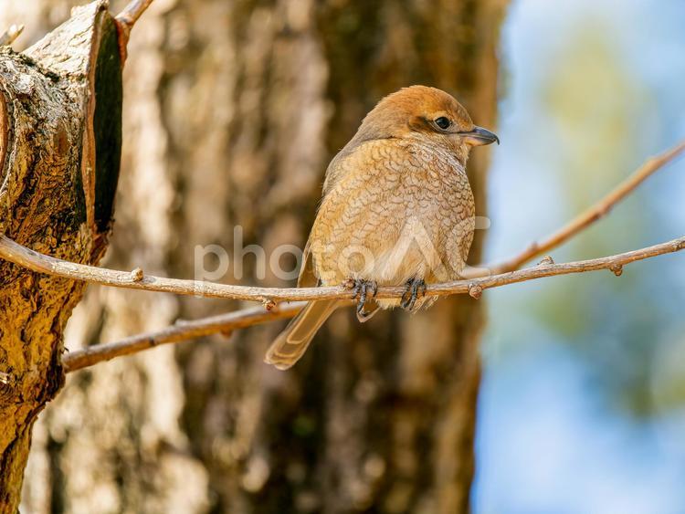 枝にとまるモズ・百舌鳥 モズ,百舌鳥,野鳥の写真素材