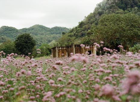 花畑に佇む廃墟 花,風景,植物の写真素材
