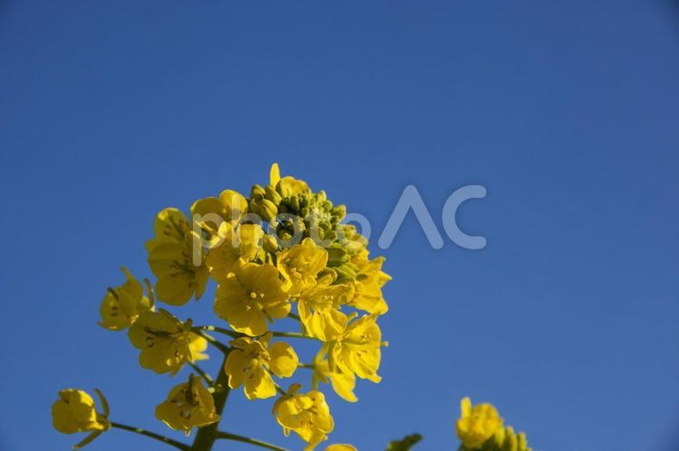 菜の花まつり27（田原市堀切町） 菜の花,菜の花まつり,田原市の写真素材