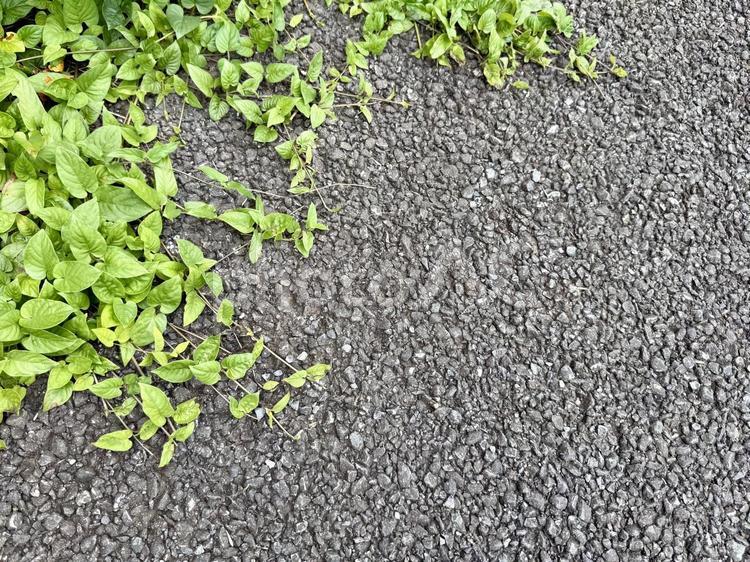 アスファルトと草 雑草,草,道草の写真素材