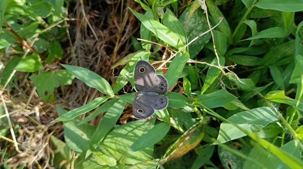 Photo, butterfly, shimeira namijanomet, gramineae, 