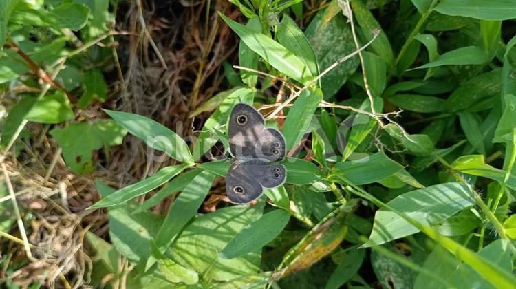 イネ科植物に産卵するヒメウラナミジャノメ 蝶,ヒメウラナミジャノメ,チョウの写真素材