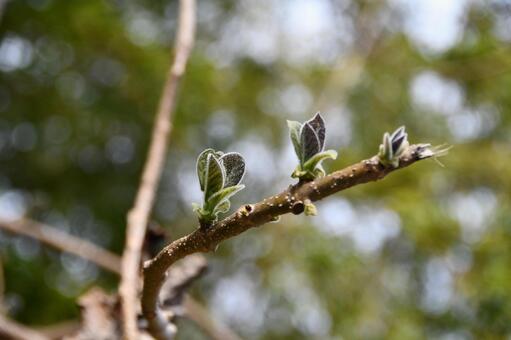 桐の木の新葉 桐,キリ,葉の写真素材