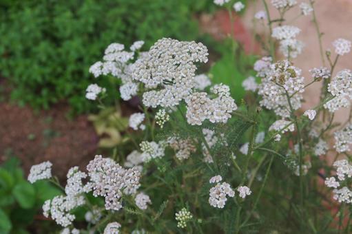 セイヨウノコギリソウ セイヨウノコギリソウの写真