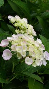 180606権現堂の紫陽花 180606権現堂の紫陽花の写真