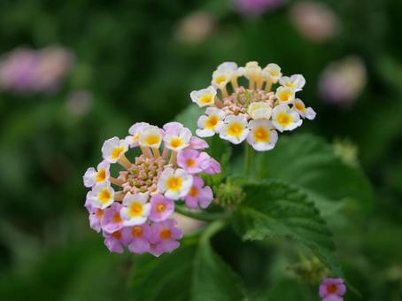 夏の花 夏の花の写真