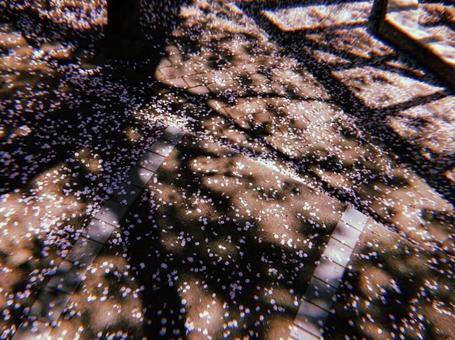 桜の花びら 桜の花びらの写真