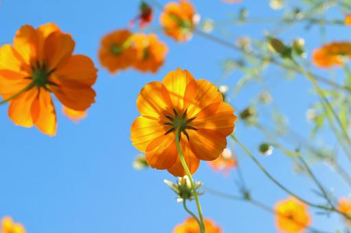 キバナコスモス 秋の花 キバナコスモス 秋の花 コスモス,花,秋の写真素材