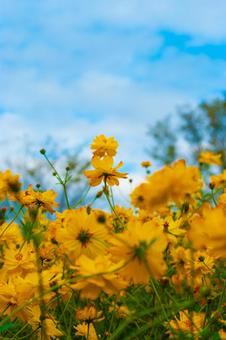 コスモス コスモスの写真