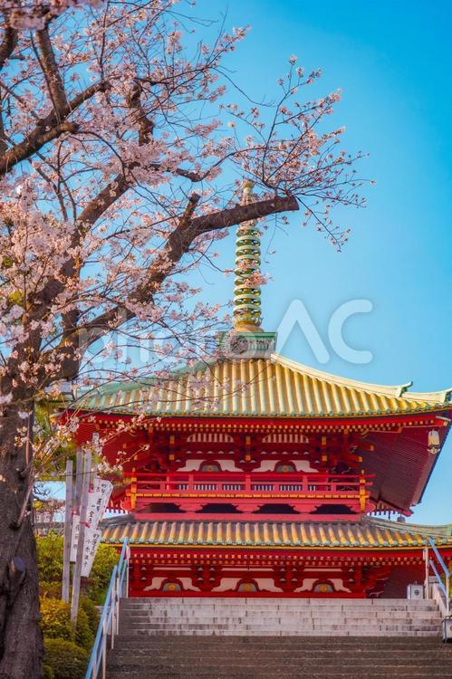 孝道山の桜と朱色の塔 孝道山,横浜,神奈川区の写真素材