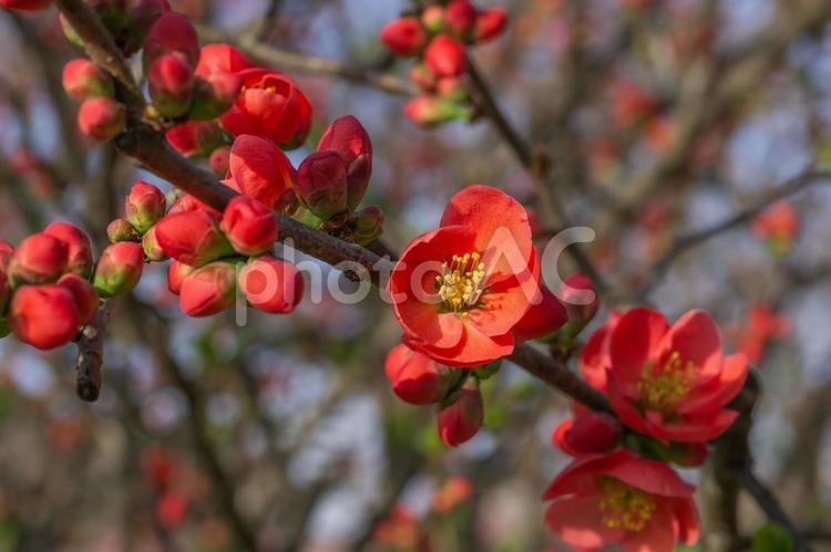 ボケの花（公方公園） ボケの花,赤い花,公方公園の写真素材
