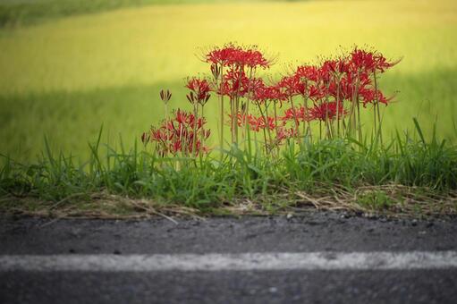 cluster amaryllis, cluster amaryllis, marlin, paddy field, JPG