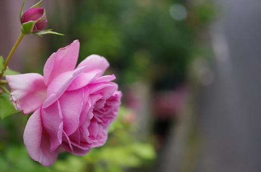 花 花の写真
